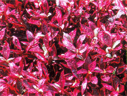 �e�����Z��